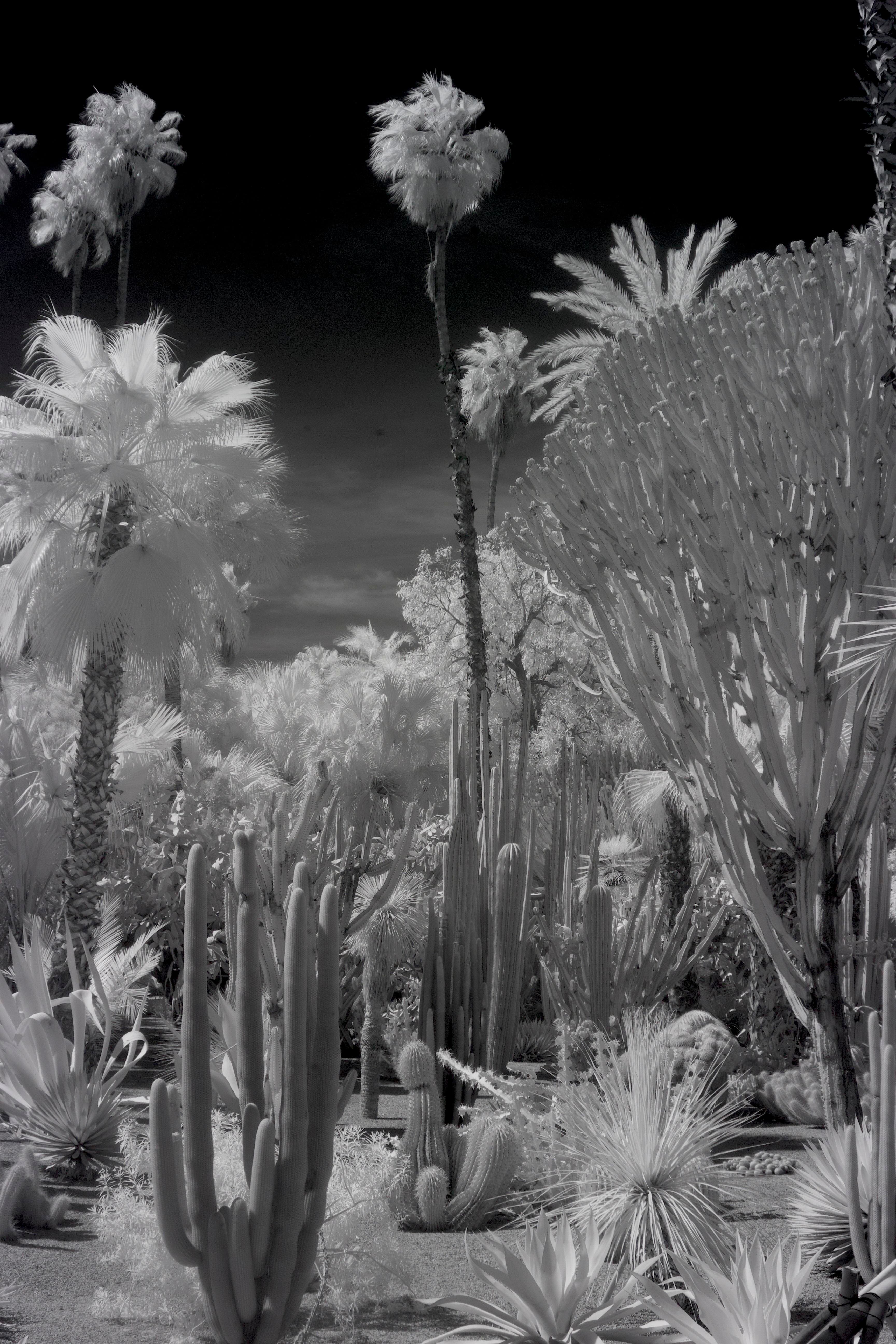 Jardin Majorelle in Marrakech photographed in the near-infrared in 2026.