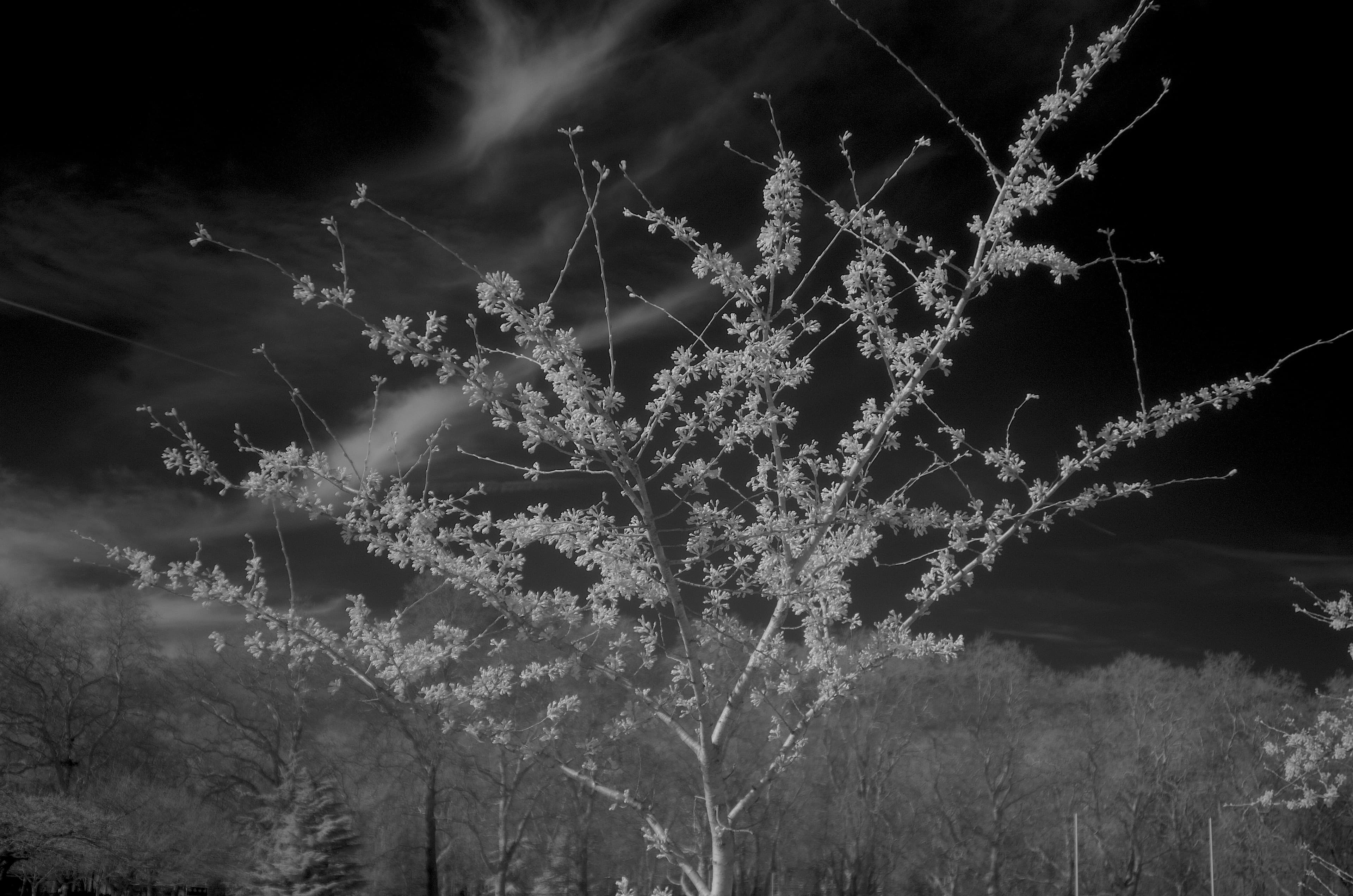 Yoshino cherry blossom photographed in near-infrared (NIR) light in Battersea Park, London, in 2025.