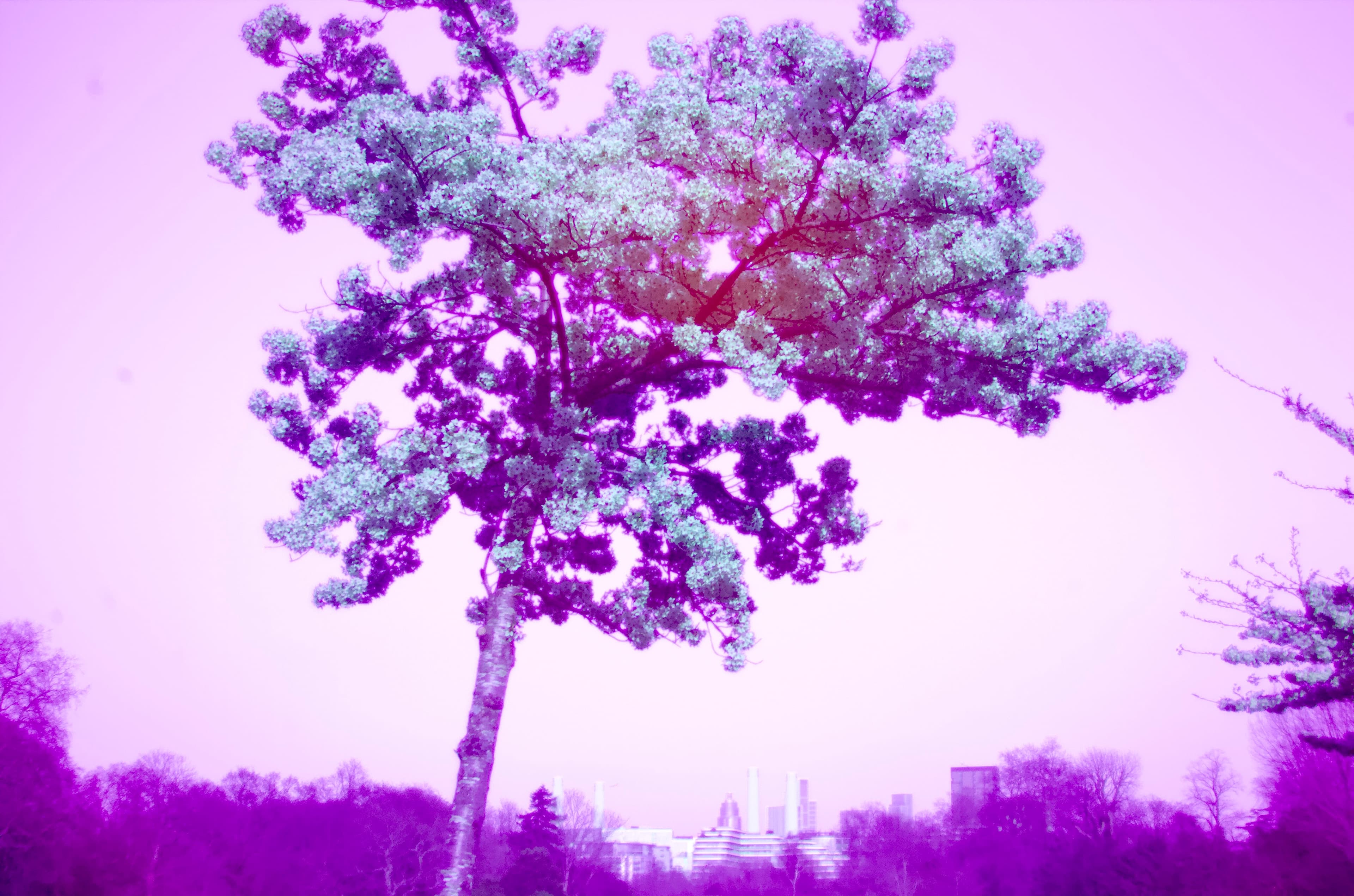 Pink Yoshino cherry blossom photographed in ultraviolet (UV) light in Battersea Park, London in 2025.