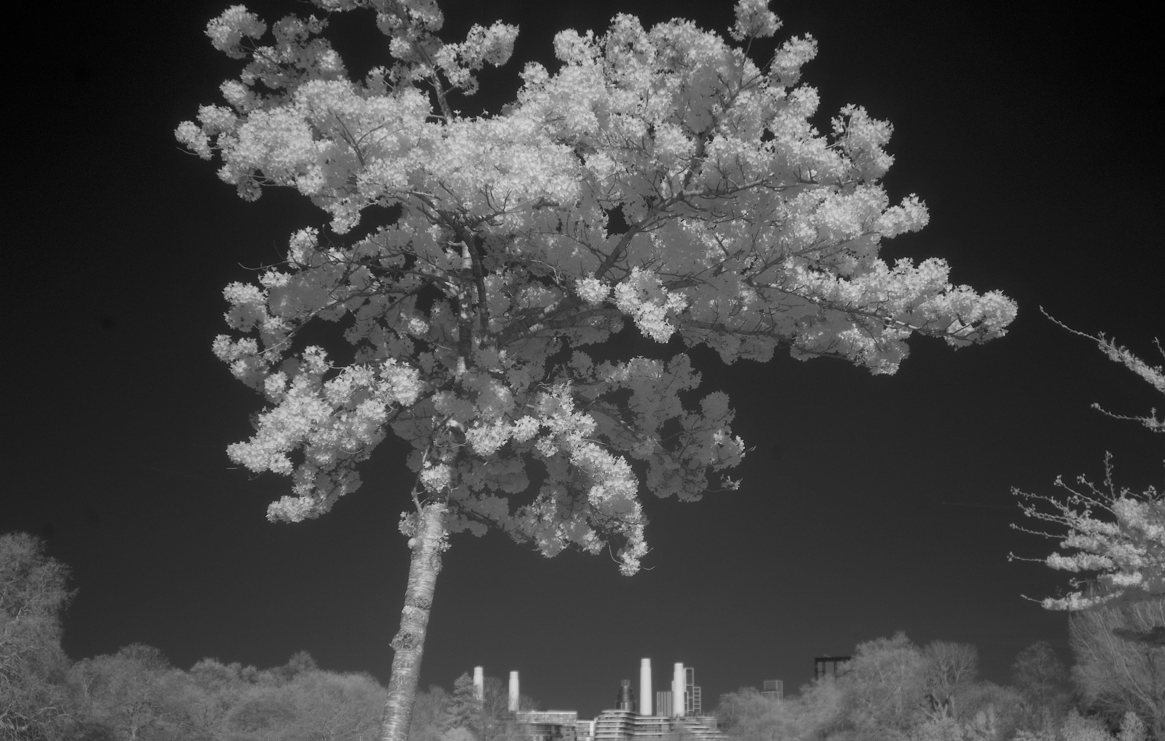 Pink Yoshino cherry blossom photographed in near-infrared (NIR) in Battersea Park, London in 2025.