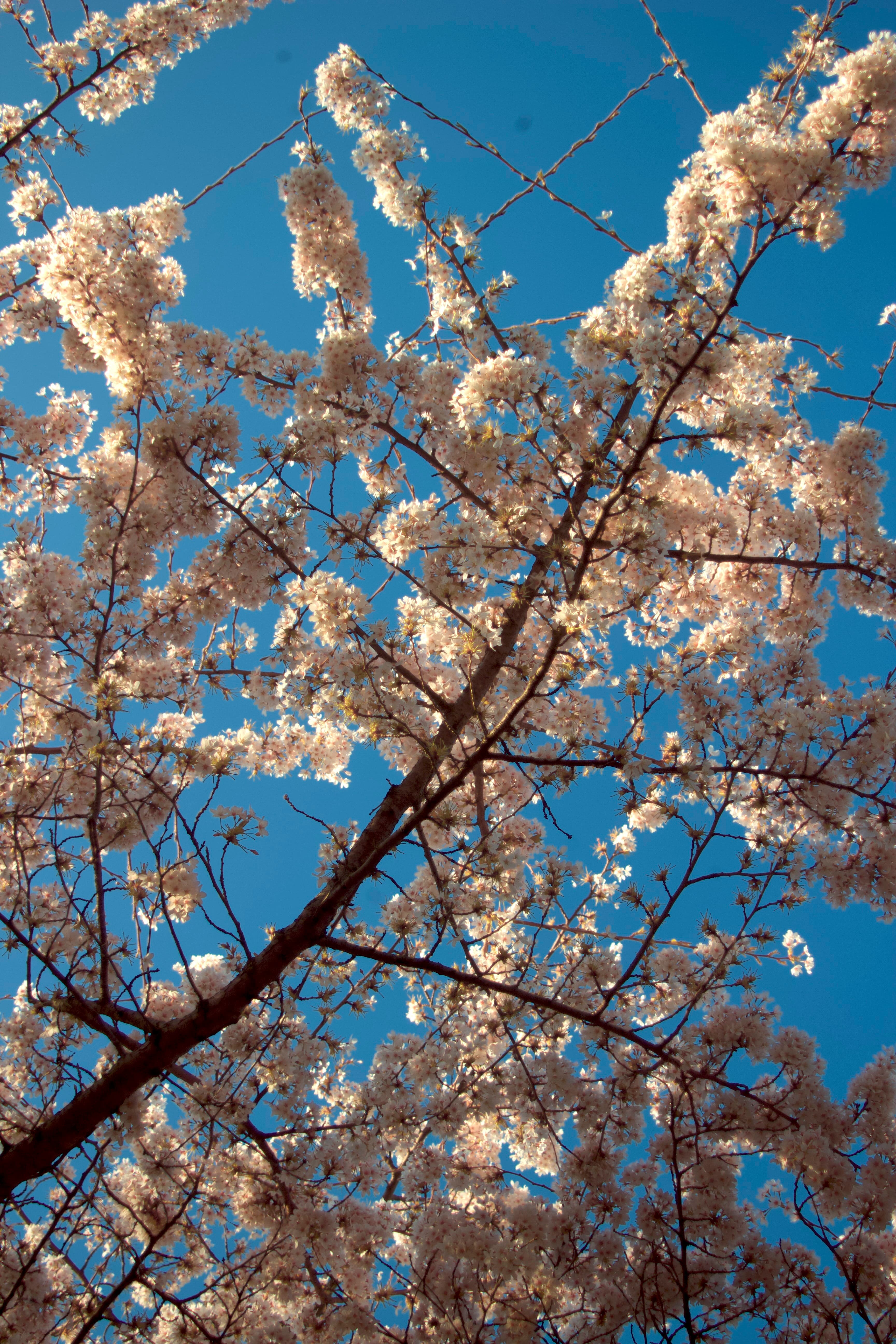 Yoshino cherry blossom photographed in visible light in Battersea Park, London, in 2025 looking skyward.