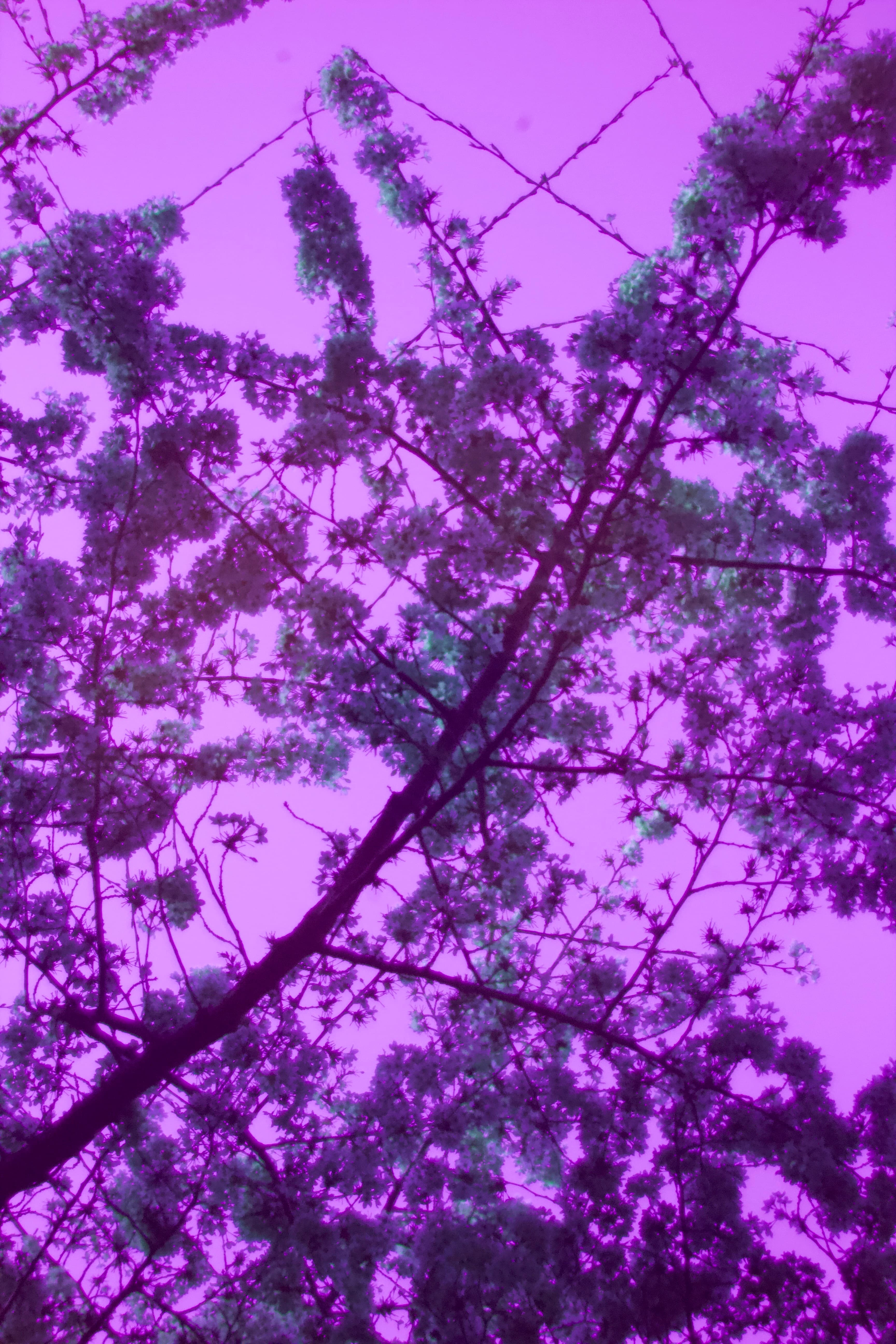 Yoshino cherry blossom photographed in ultraviolet (UV) light in Battersea Park, London, in 2025 looking skyward.