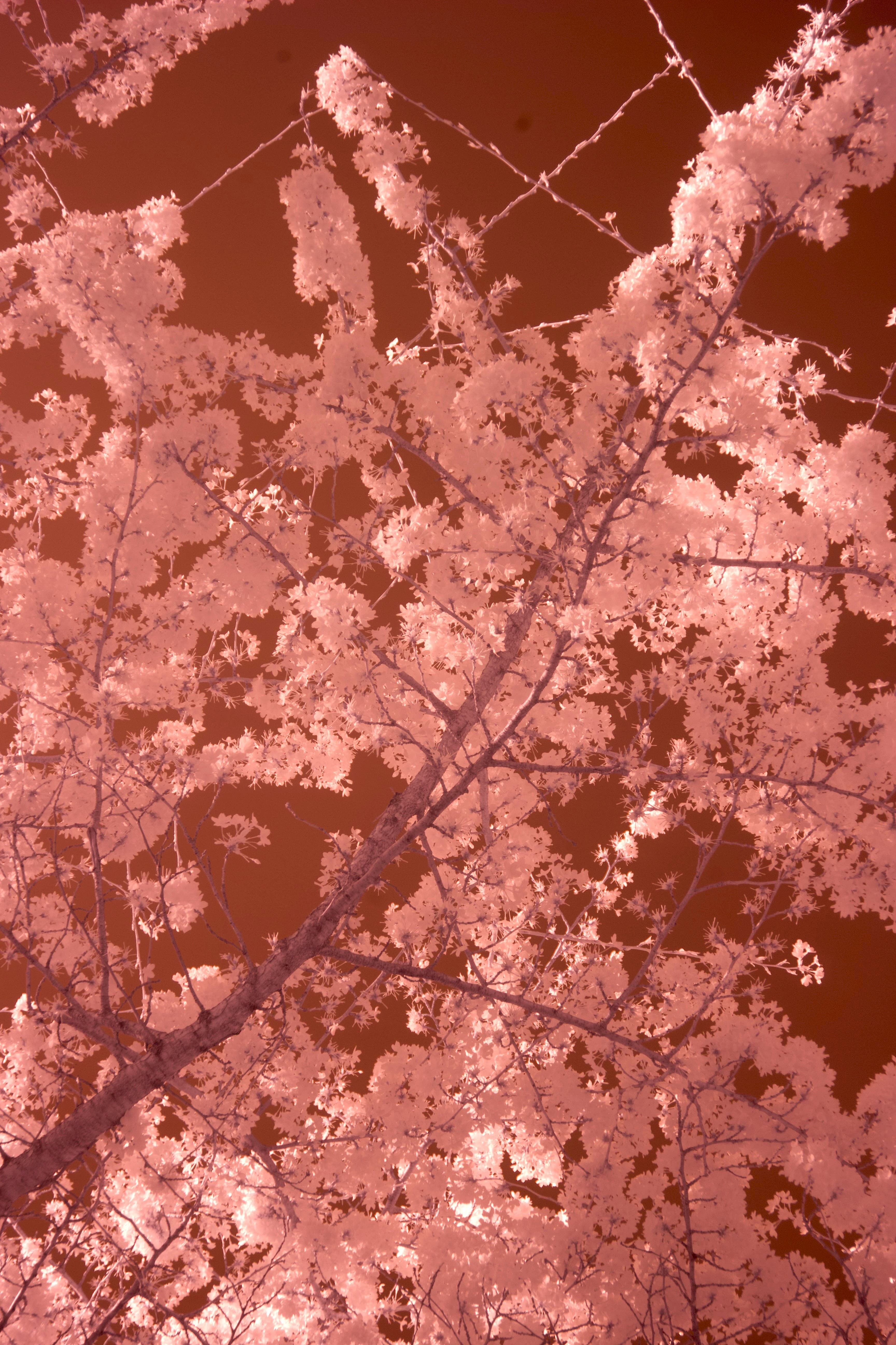 Yoshino cherry blossom photographed using a 720nm filter in Battersea Park, London, in 2025 looking skyward.