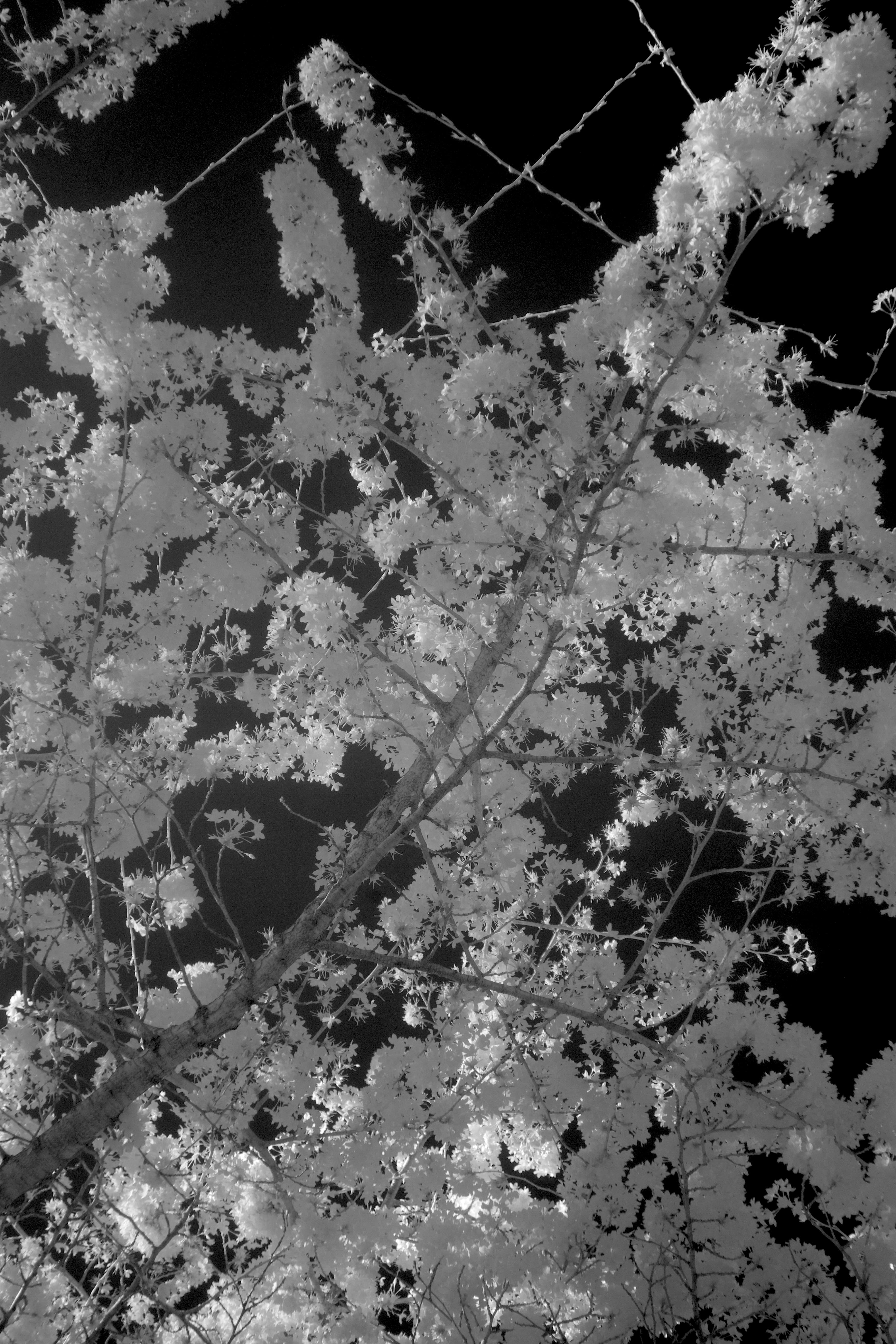 Yoshino cherry blossom photographed in Near-infrared (NIR) using 850nm filter in Battersea Park, London, in 2025 looking skyward.