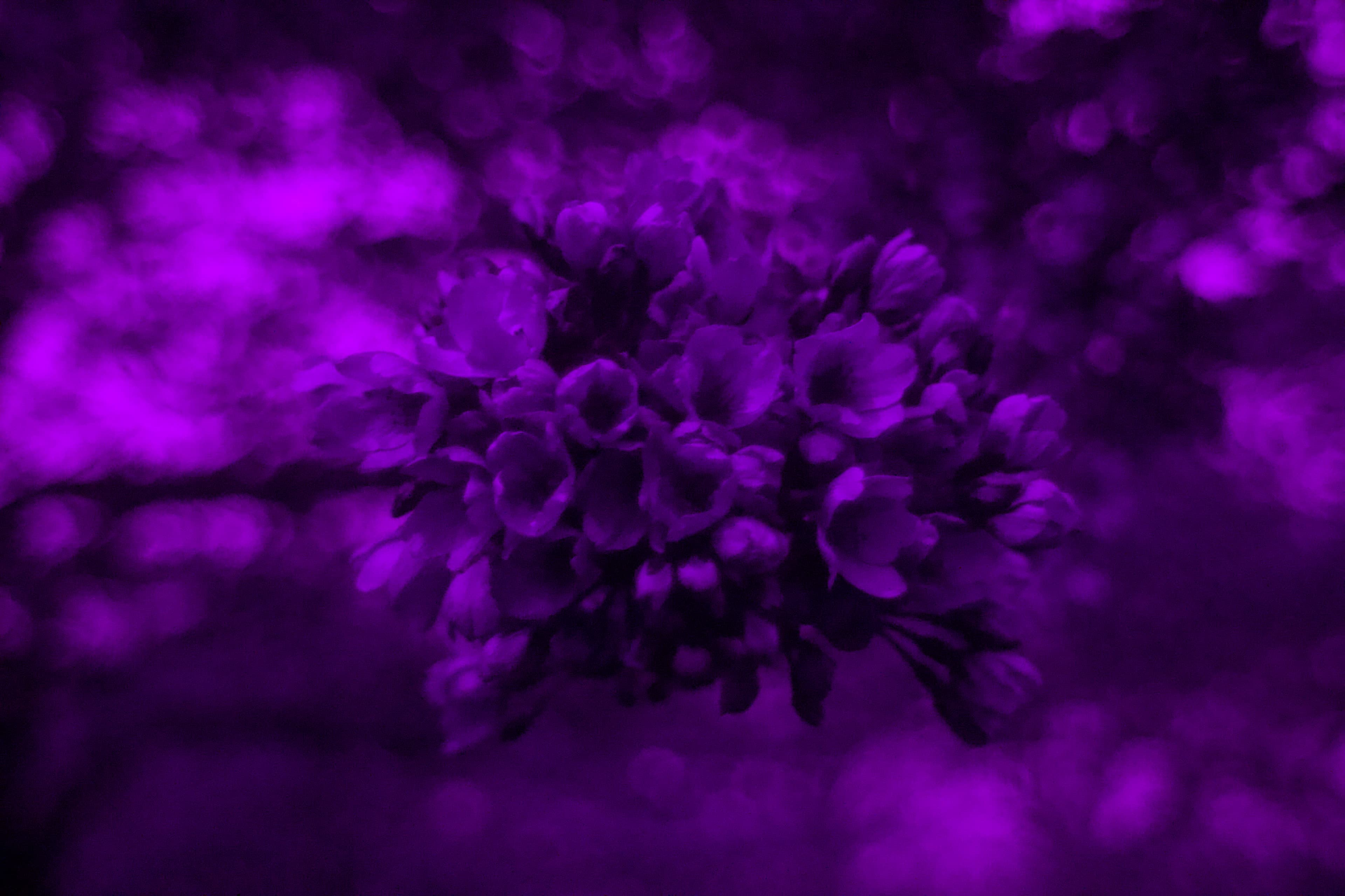 Yoshino cherry blossom photographed in ultraviolet (UV) light in Battersea Park, London, in 2026.