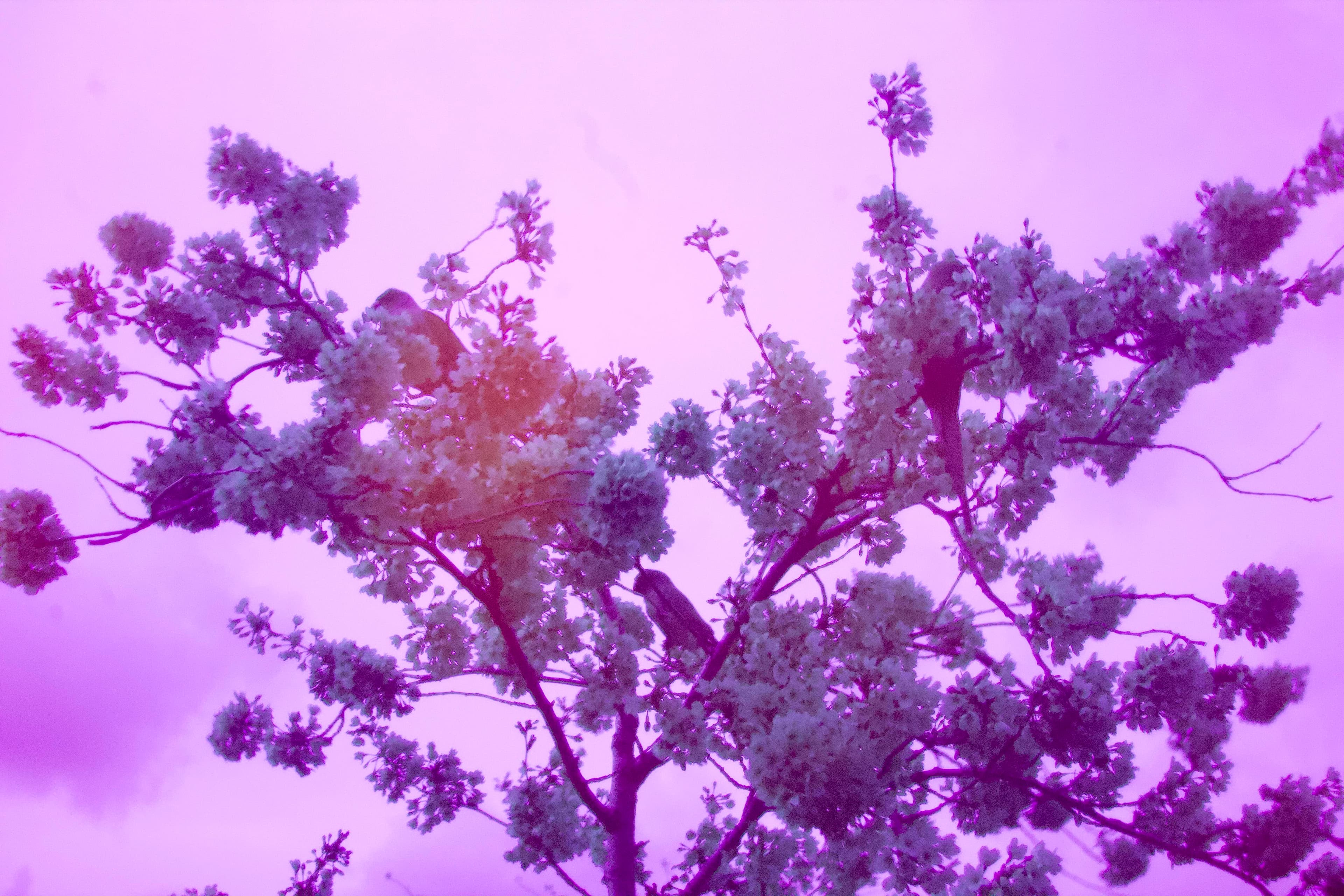 Parakeets in Yoshino cherry blossom photographed in ultraviolet (UV) light in Battersea Park in 2026.