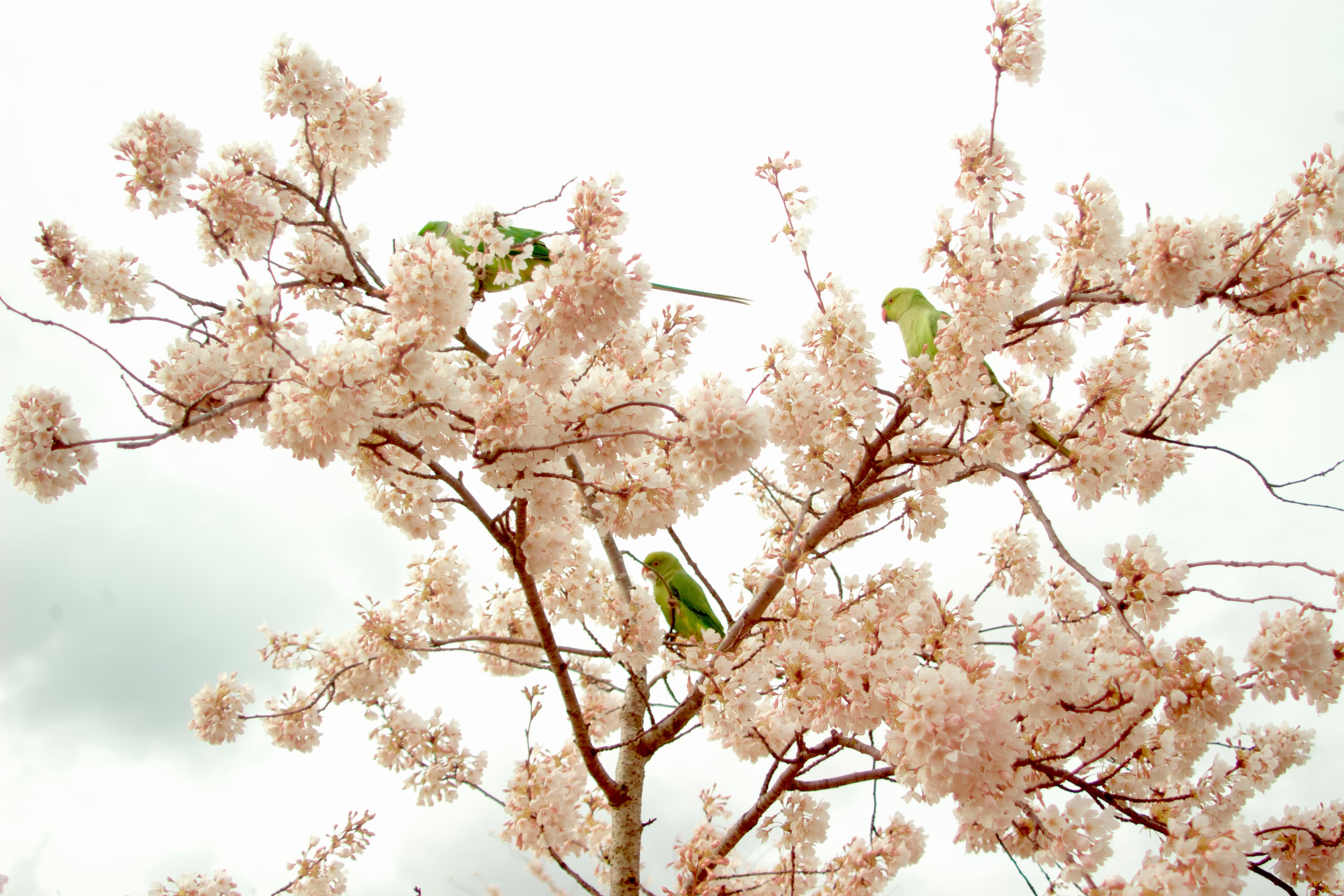 Parakeets in pink Yoshino cherry blossom photographed in visible light in Battersea Park in 2026.