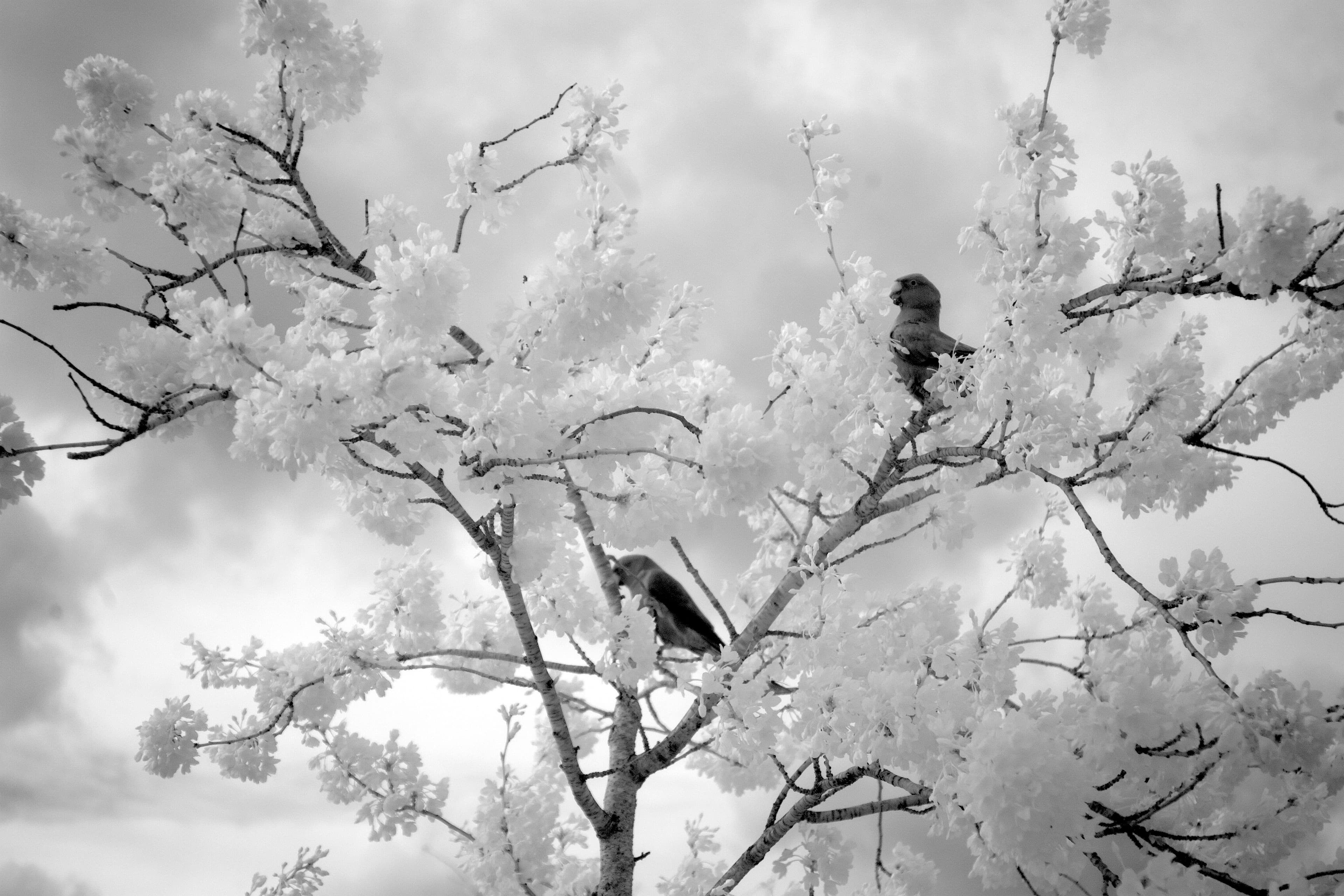 Parakeets in Yoshino cherry blossom photographed in the near-infrared in Battersea Park, London in 2026.