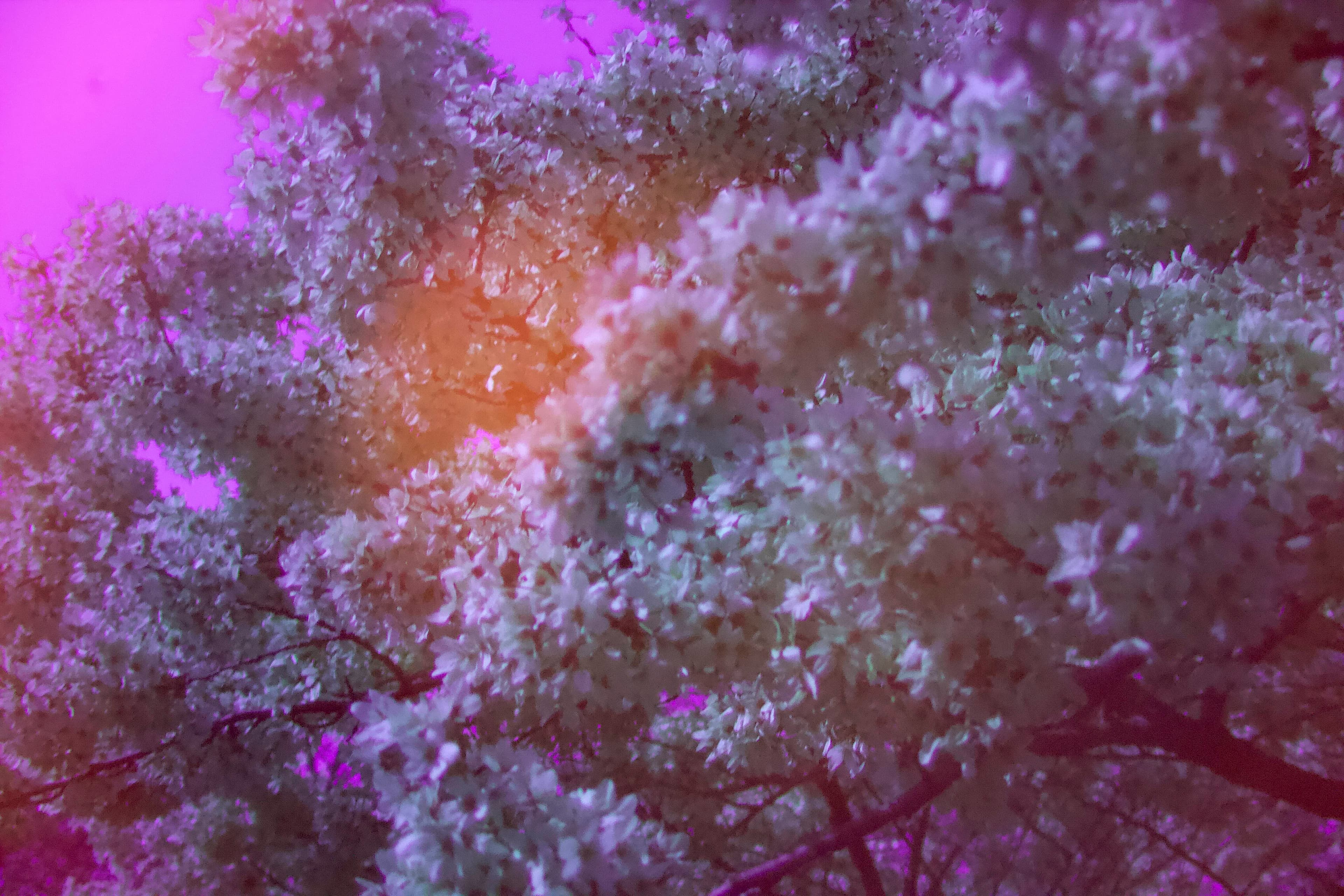 Yoshino cherry blossom against the sky photographed in ultraviolet (UV) light in Battersea Park, London in 2026.