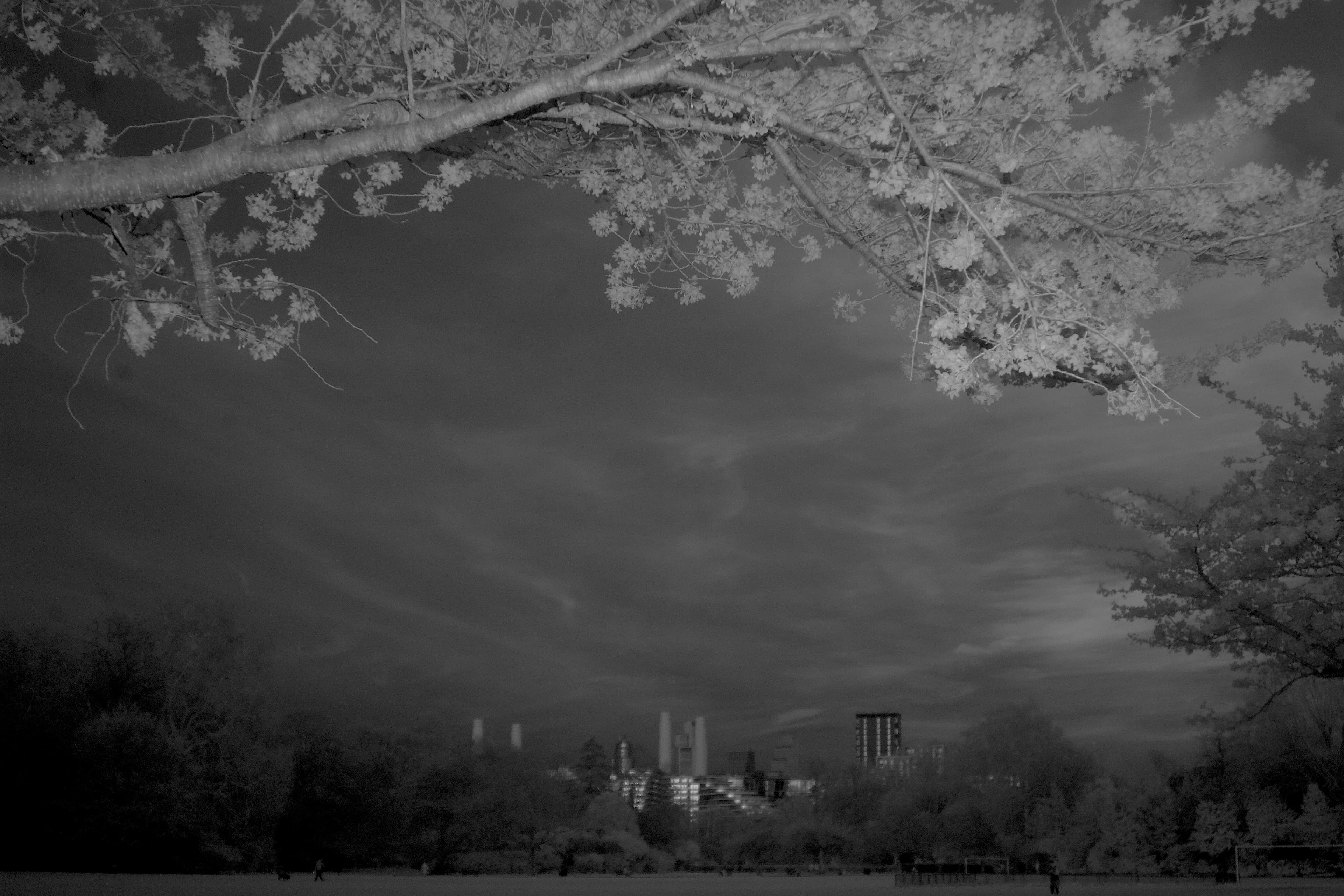 Battersea Power Station beneath Yoshino cherry blossom photographed in near-infrared (NIR) light in 2026, 850nm filter.