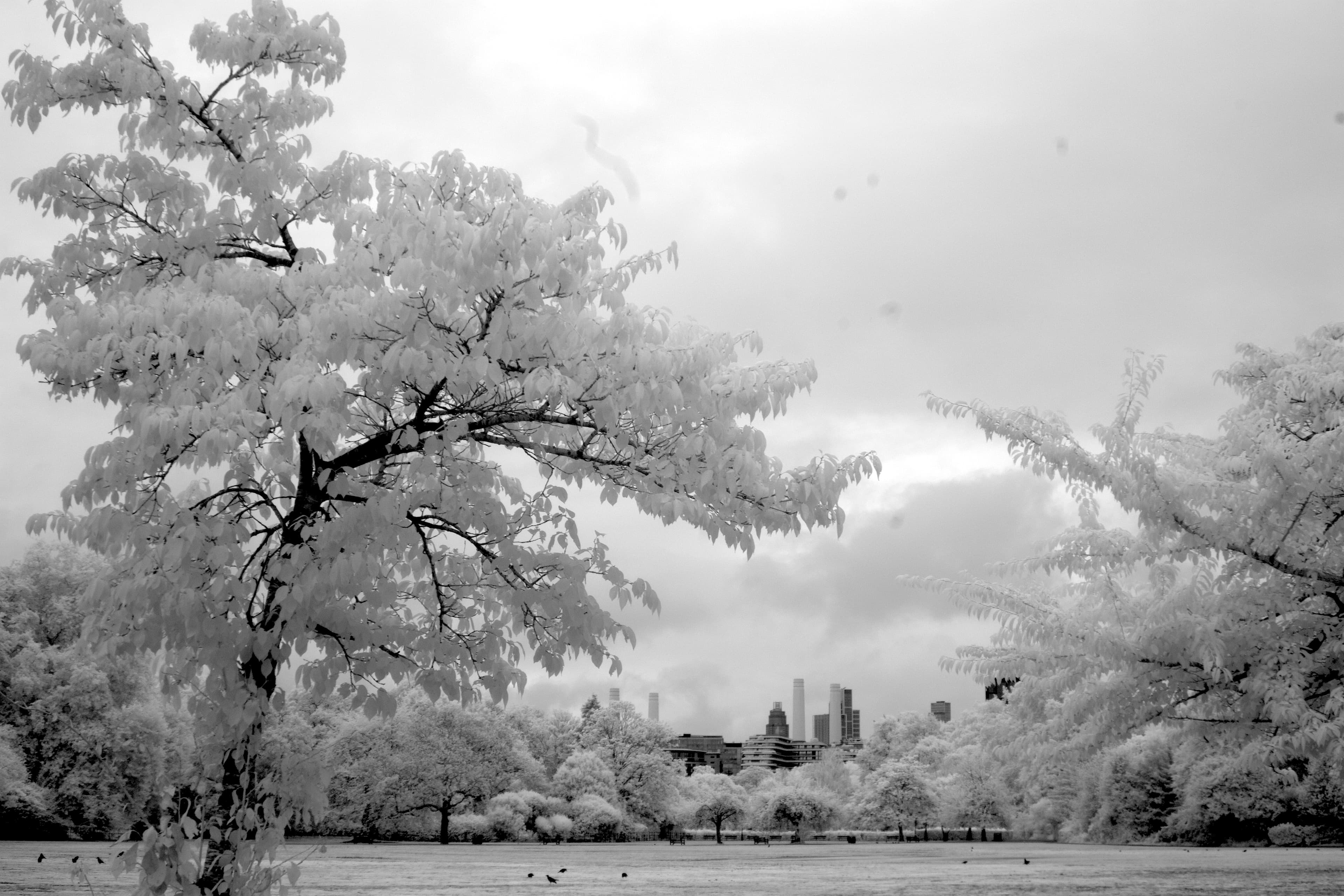 Yoshino cherry blossom photographed in Near-infrared (NIR) using 850nm filter in Battersea Park, London, in 2026.